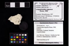 Foto (Objekt + Etikett) von Longodromites angustus (Reuss, 1858)  (NHMW-GEO-2014-0194-1015)